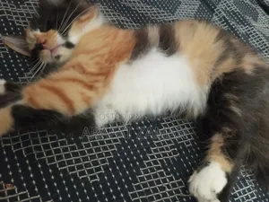 1-3 Months Female Mixed Breed Persian