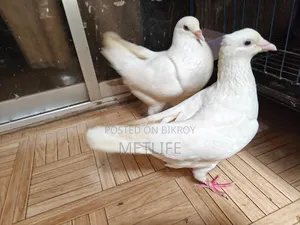কিং, জ্যাকবিন, হোমা, ঝর্ণা সাতিন