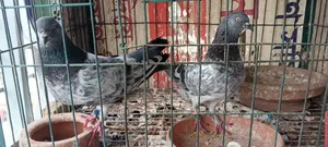 কিছু কবুতর বিক্রি হবে।জালালি, রেসার ও গিরিবাজ।