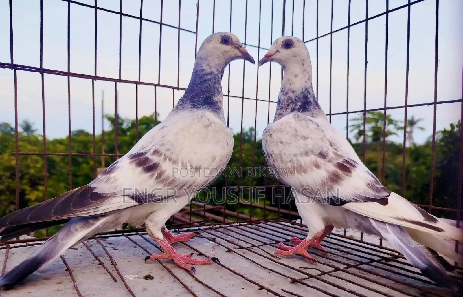 রেসার কবুতর (দুইটা জোড়া ও একটি সিঙ্গেল মাদী)