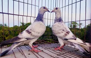 Racer Pigeons (Two pairs and one single female)
