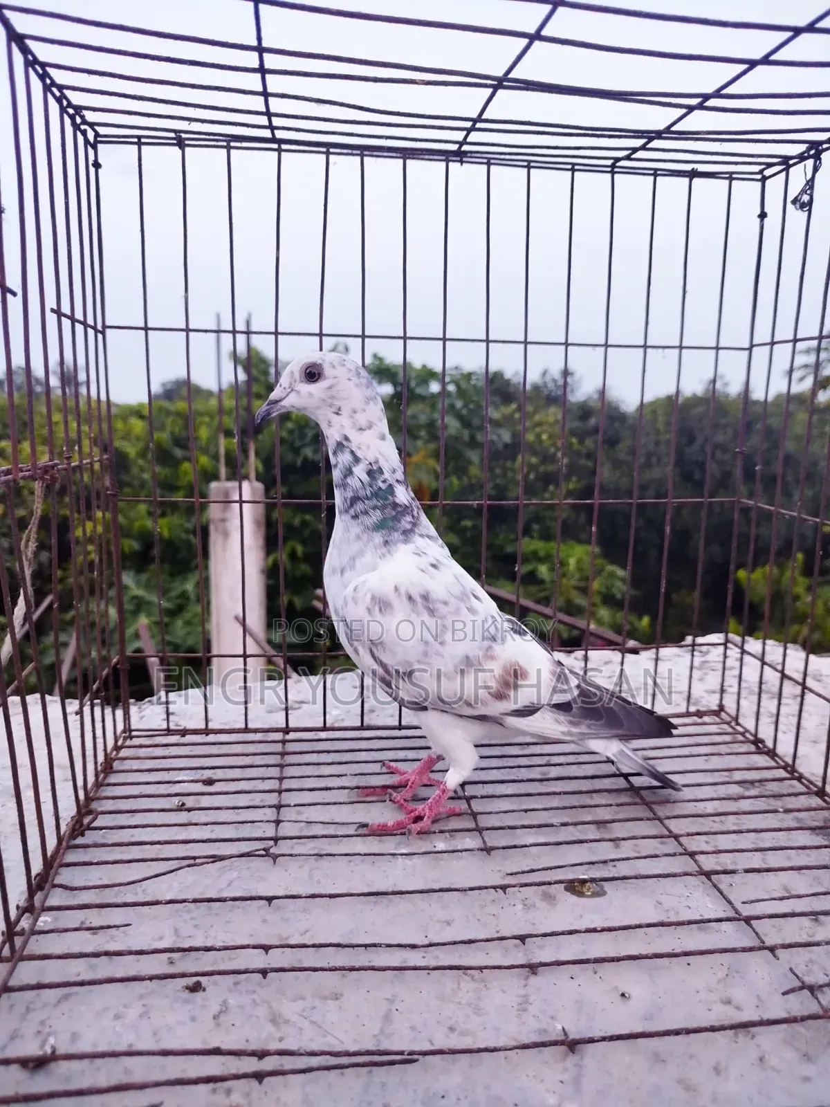 রেসার কবুতর (দুইটা জোড়া ও একটি সিঙ্গেল মাদী)