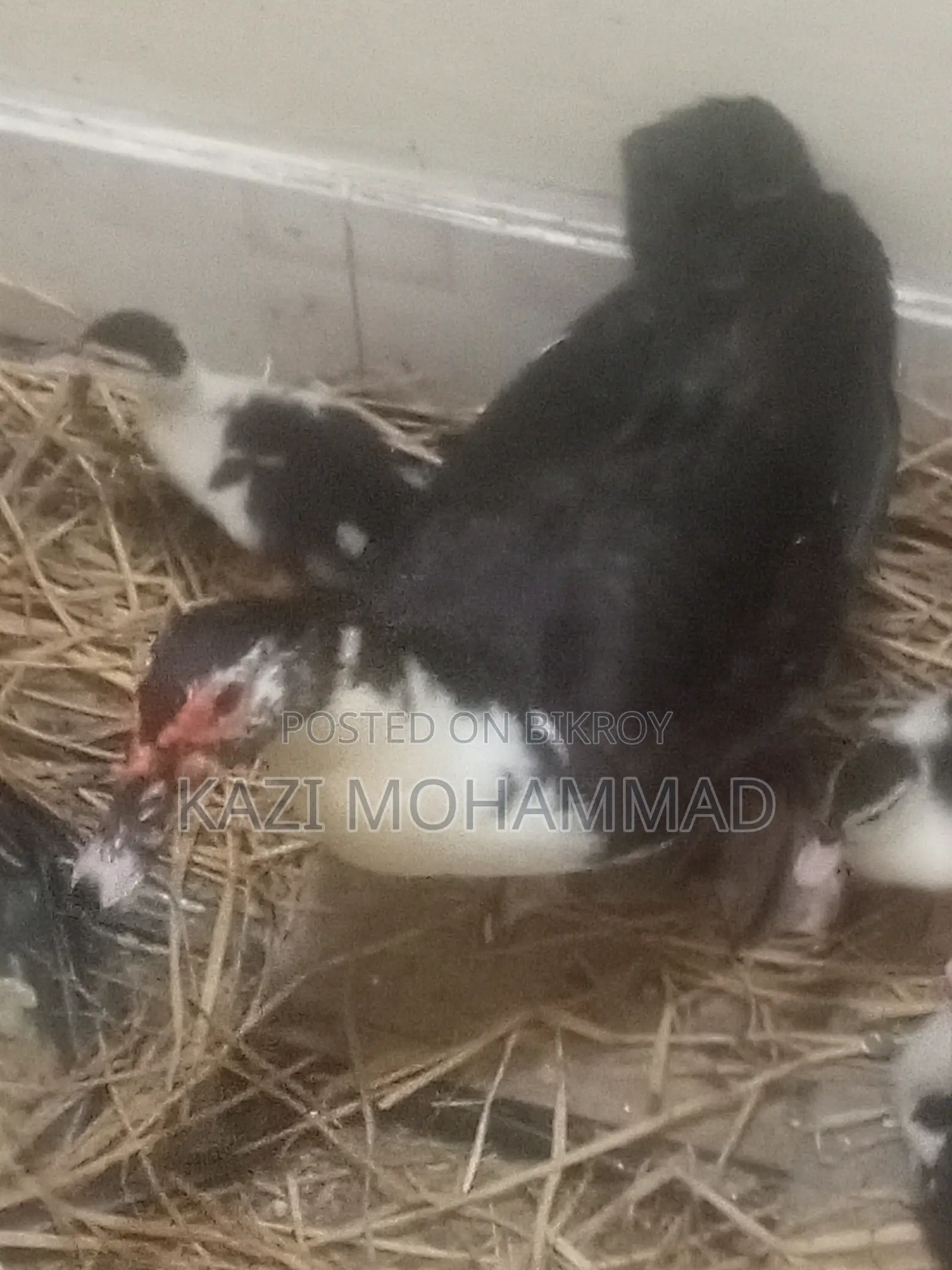 China Duck Adult