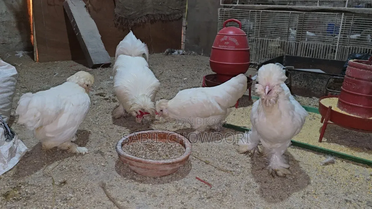 Sultan and Silky Pigeons