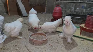 Sultan and Silky Pigeons