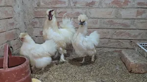 Sultan and Silky Pigeons
