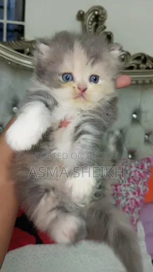 ১-৩ মাসের ফিমেল পিওর ব্রিড পার্সিয়ান