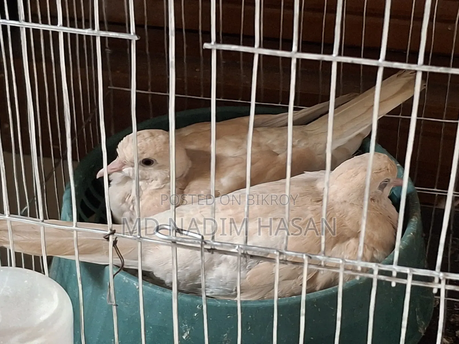 Australian Dove Bird