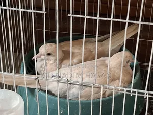 Australian Dove Bird