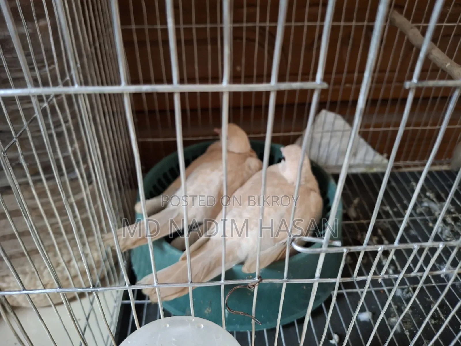 Australian Dove Bird