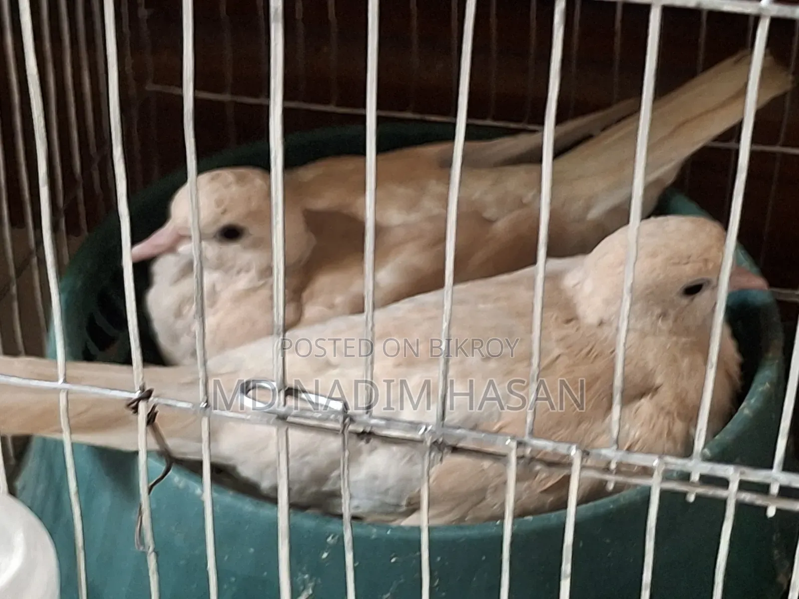 Australian Dove Bird
