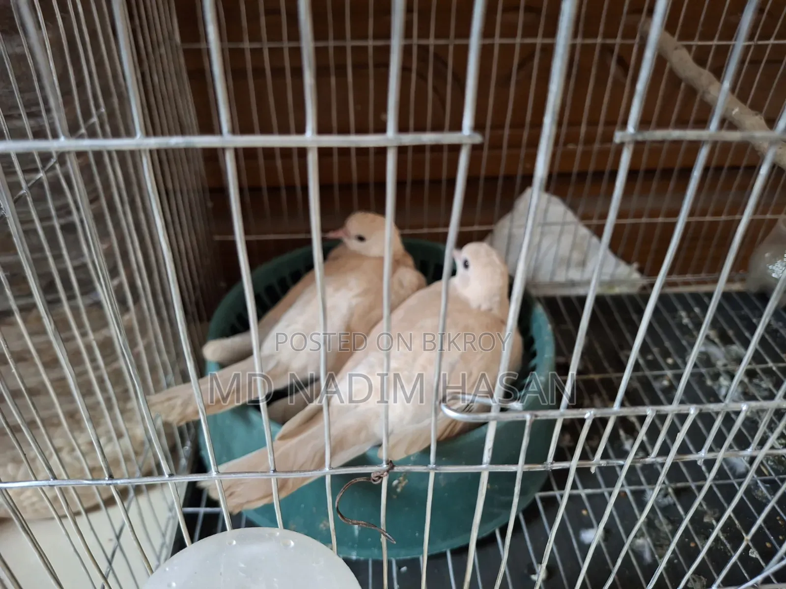 Australian Dove Bird