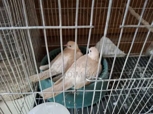 Australian Dove Bird