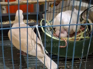 Australian Dove Bird