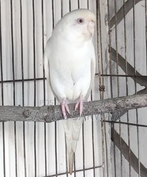 Albino Red Eye Female Budgerigar / এলবিনো রেড আই ফিমেল বাজরিগার