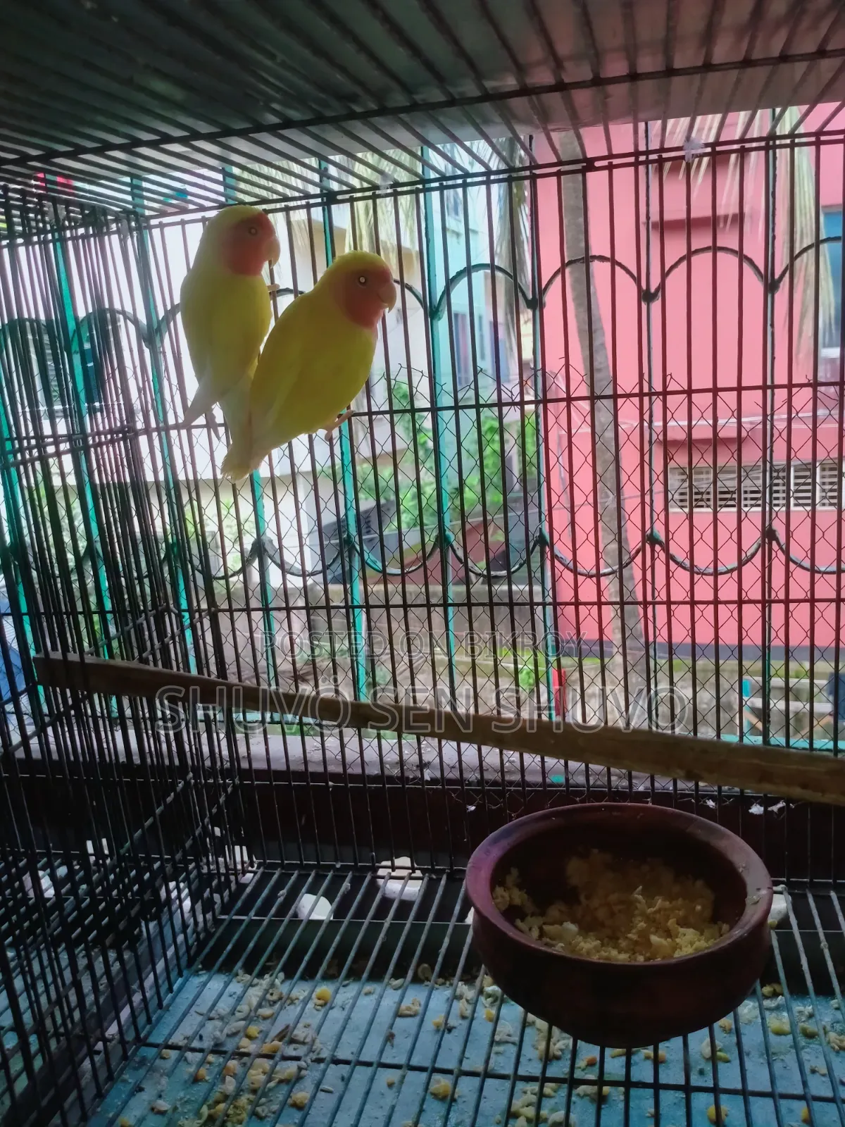 এডাল্ট লাভ বার্ড ও জেপি বাজুরিকা হাত বদল হবে।