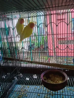 এডাল্ট লাভ বার্ড ও জেপি বাজুরিকা হাত বদল হবে।