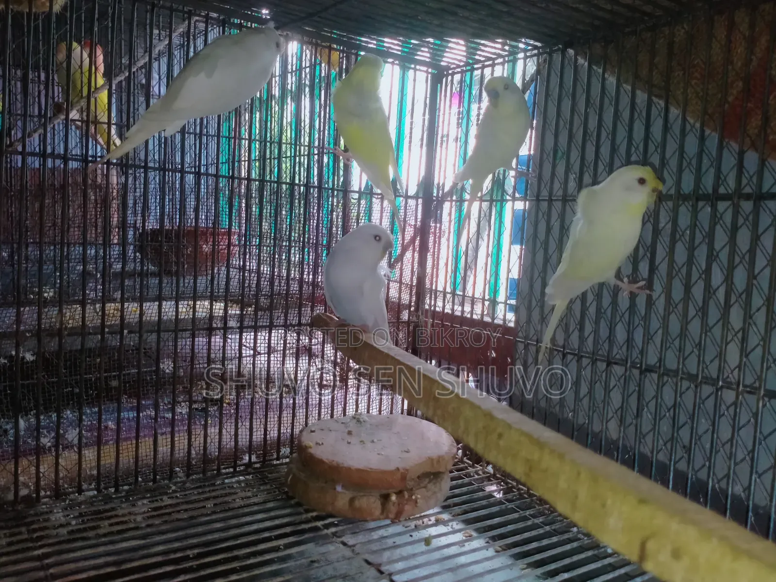 এডাল্ট লাভ বার্ড ও জেপি বাজুরিকা হাত বদল হবে।
