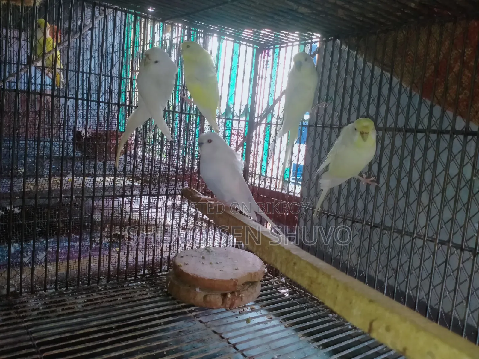 এডাল্ট লাভ বার্ড ও জেপি বাজুরিকা হাত বদল হবে।