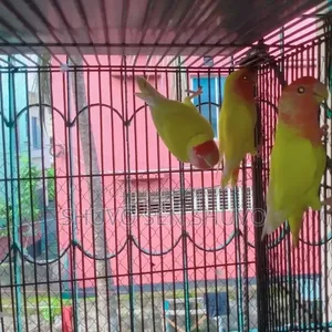 এডাল্ট লাভ বার্ড ও জেপি বাজুরিকা হাত বদল হবে।