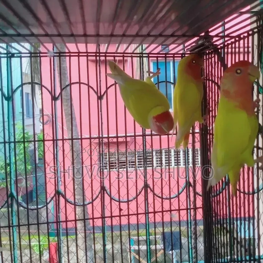 এডাল্ট লাভ বার্ড ও জেপি বাজুরিকা হাত বদল হবে।