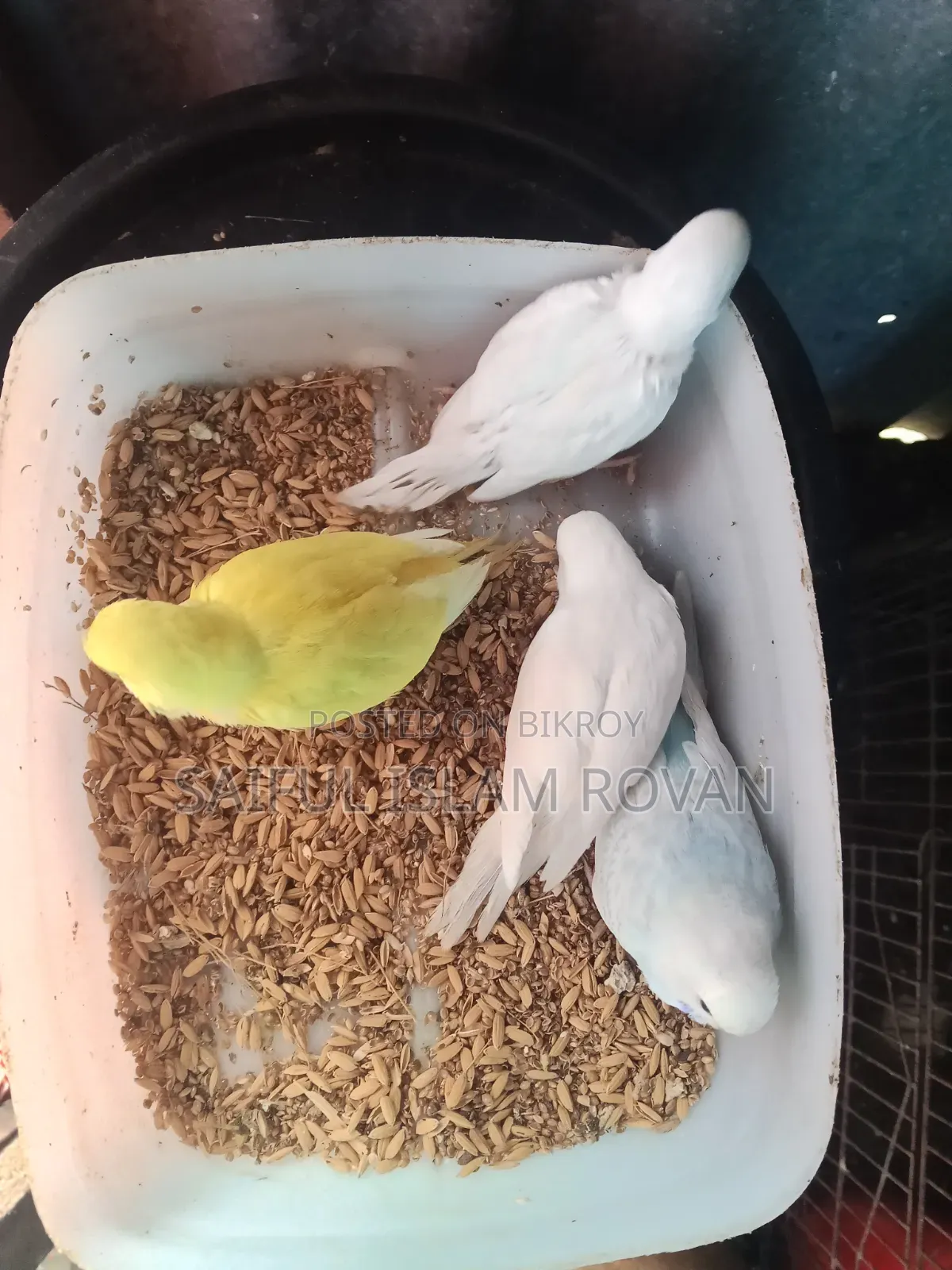 Budgerigar Bird
