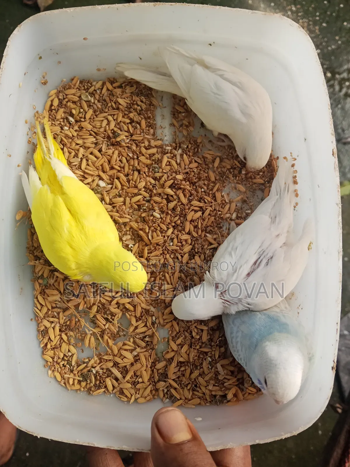 Budgerigar Bird