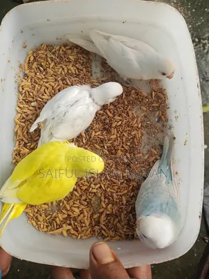 Budgerigar Bird