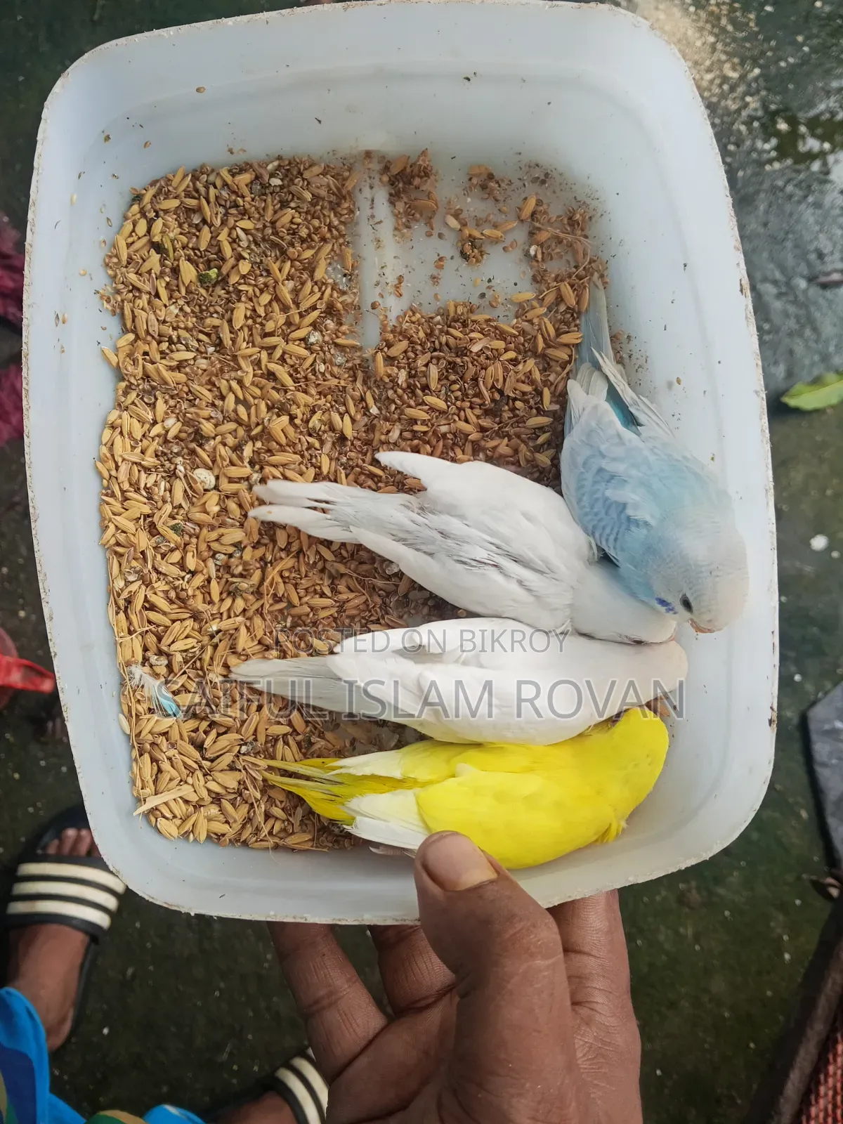 Budgerigar Bird