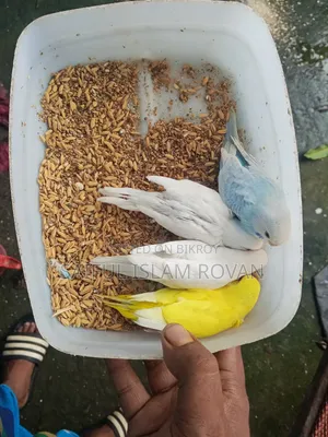 Budgerigar Bird