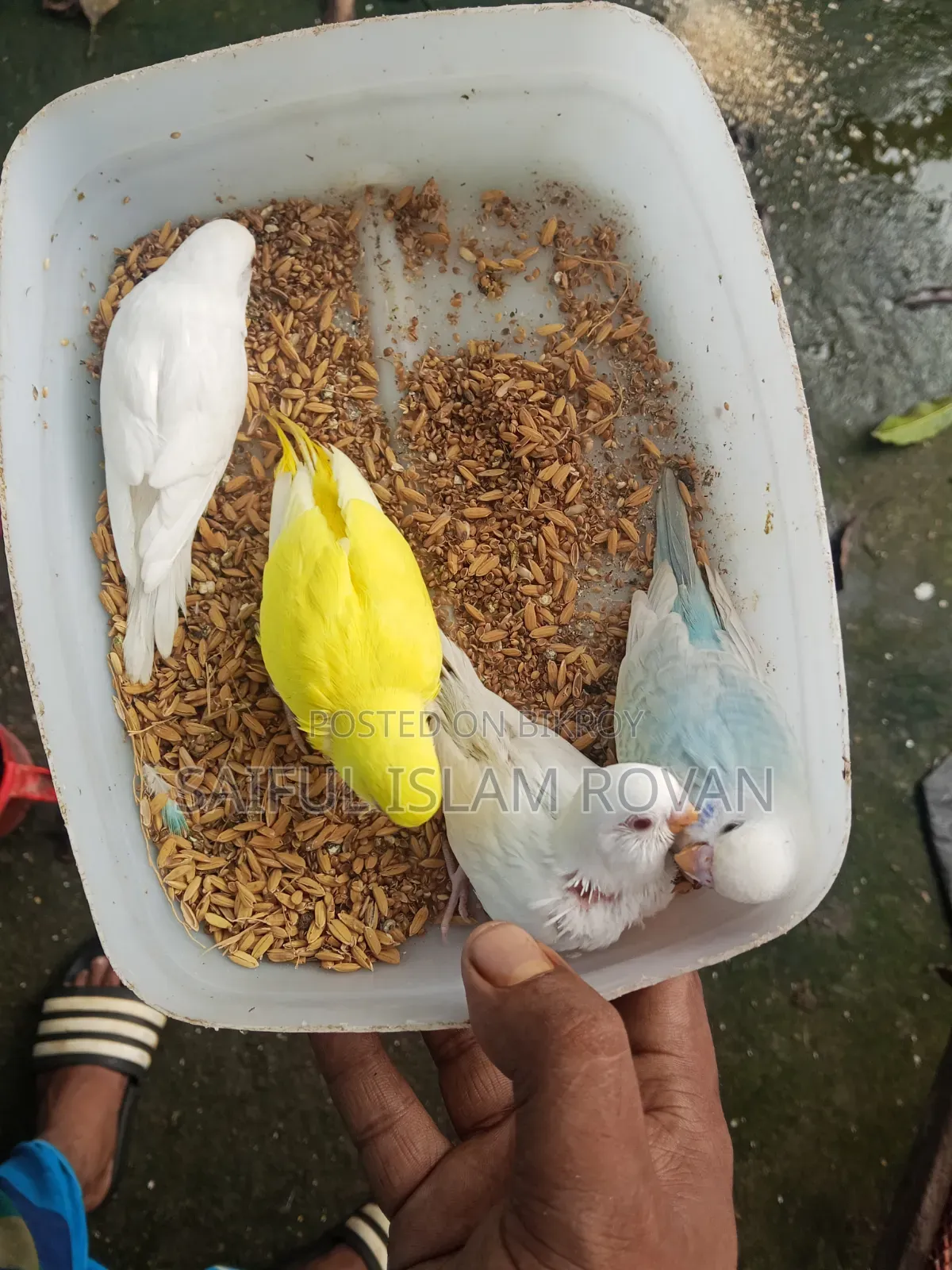 Budgerigar Bird