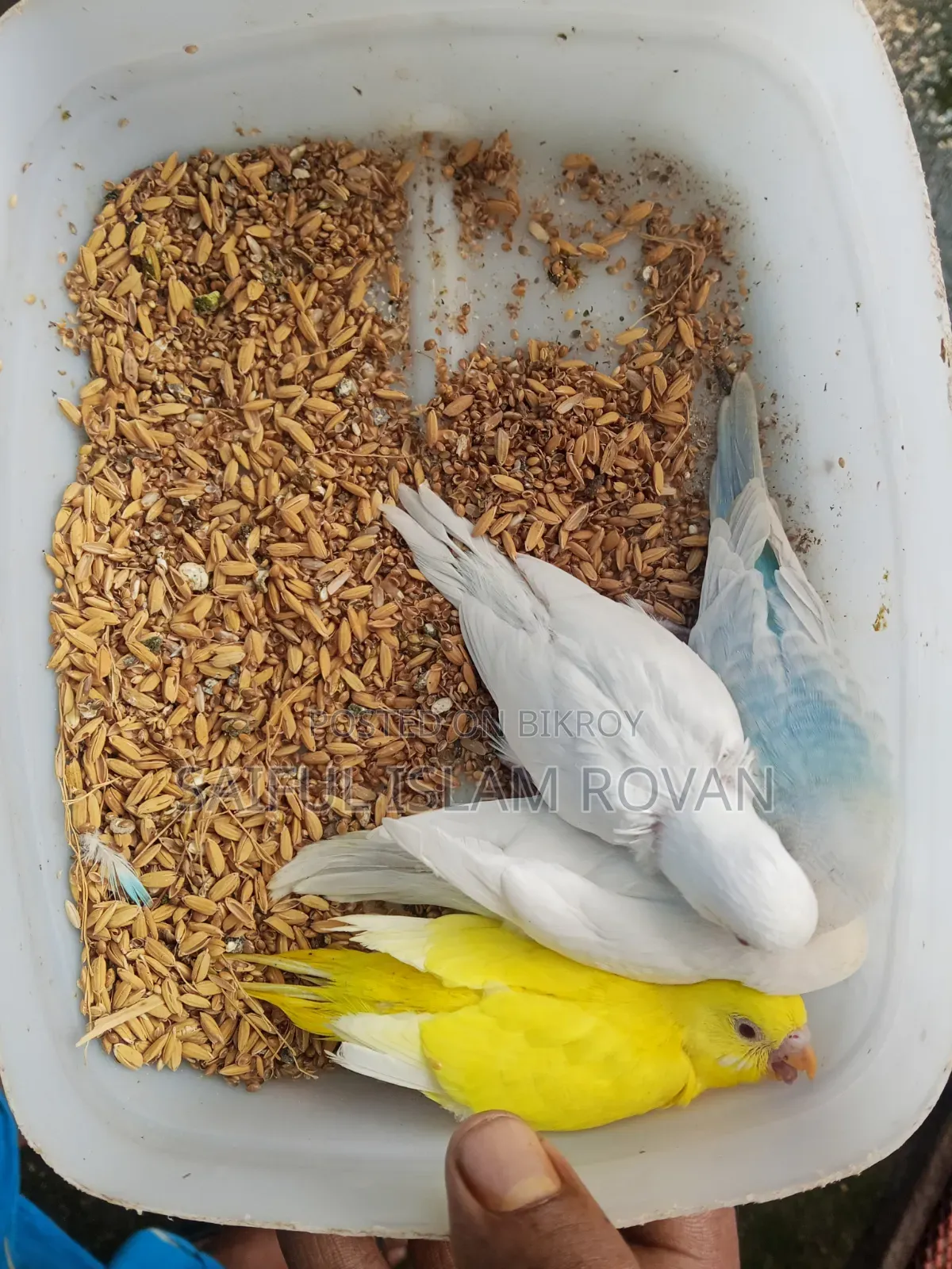 Budgerigar Bird