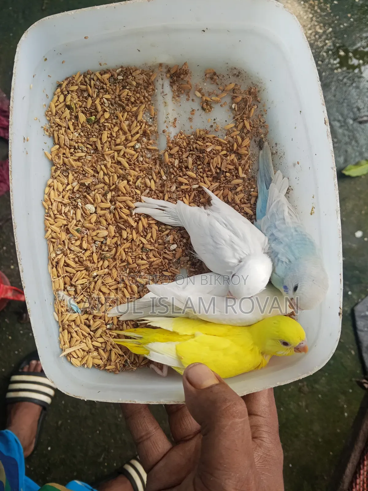 Budgerigar Bird