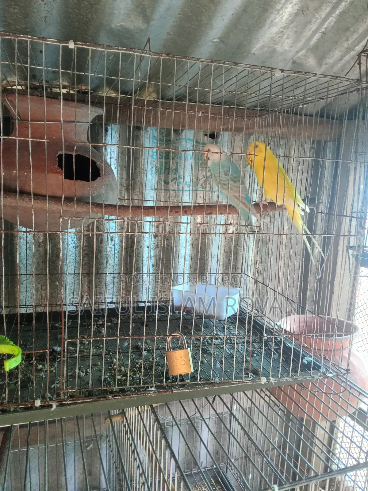 Budgerigar Bird