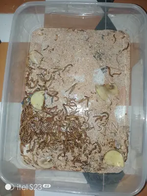 Beetle Poka for Sale