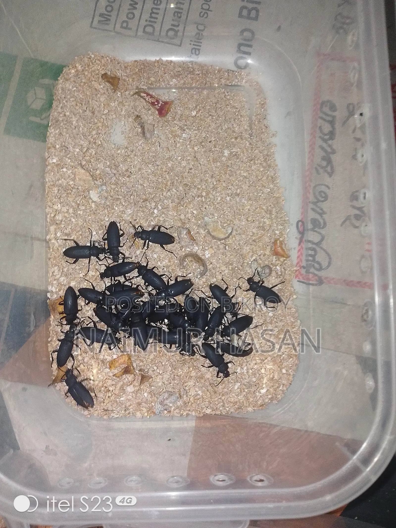 Beetle Poka for Sale