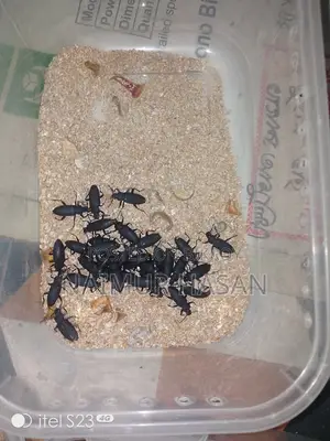 Beetle Poka for Sale
