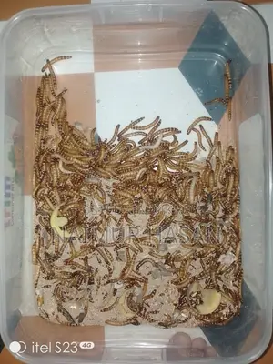 Beetle Poka for Sale