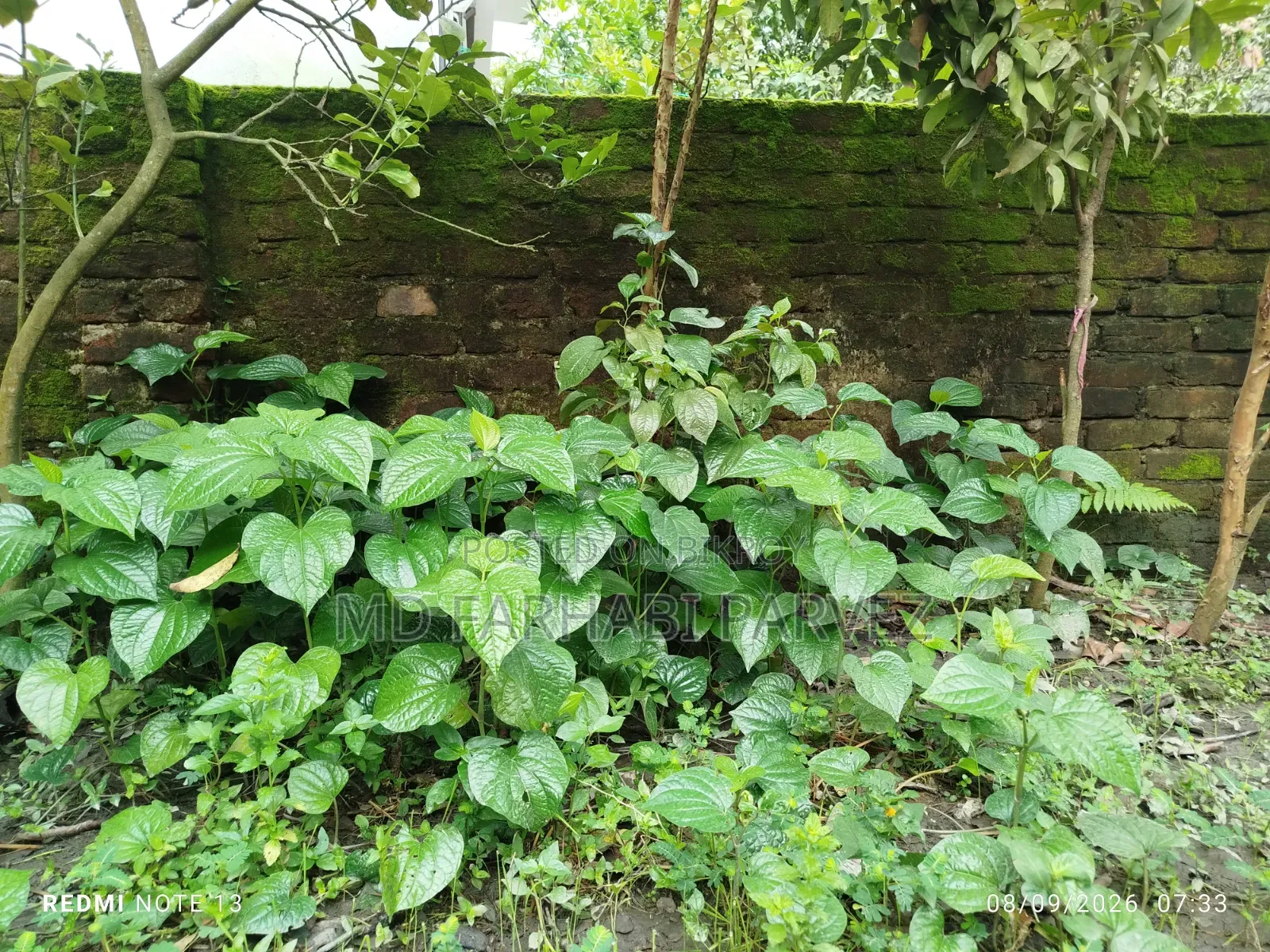 Chuijhal saplings will be sold.