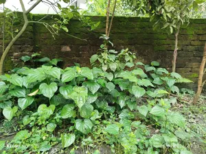 Chuijhal saplings will be sold.