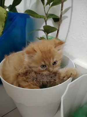 ১-৩ মাসের নর পিওরব্রেড পার্সিয়ান