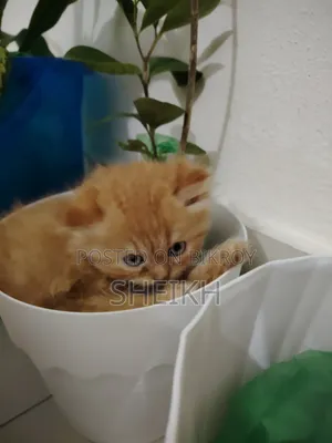 ১-৩ মাসের নর পিওরব্রেড পার্সিয়ান