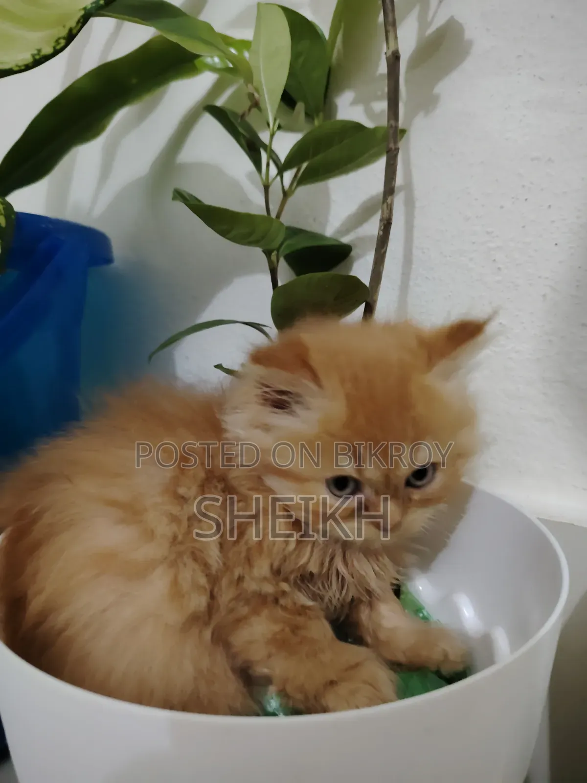 ১-৩ মাসের নর পিওরব্রেড পার্সিয়ান