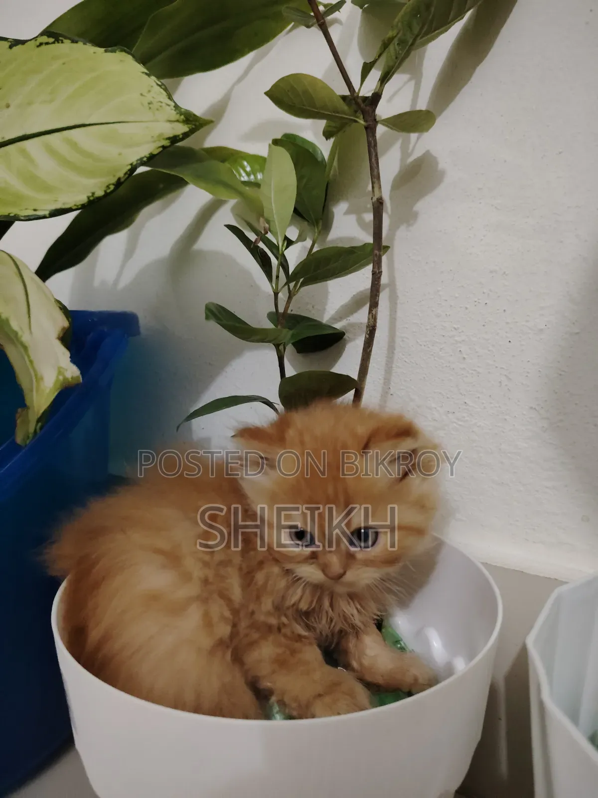 ১-৩ মাসের নর পিওরব্রেড পার্সিয়ান