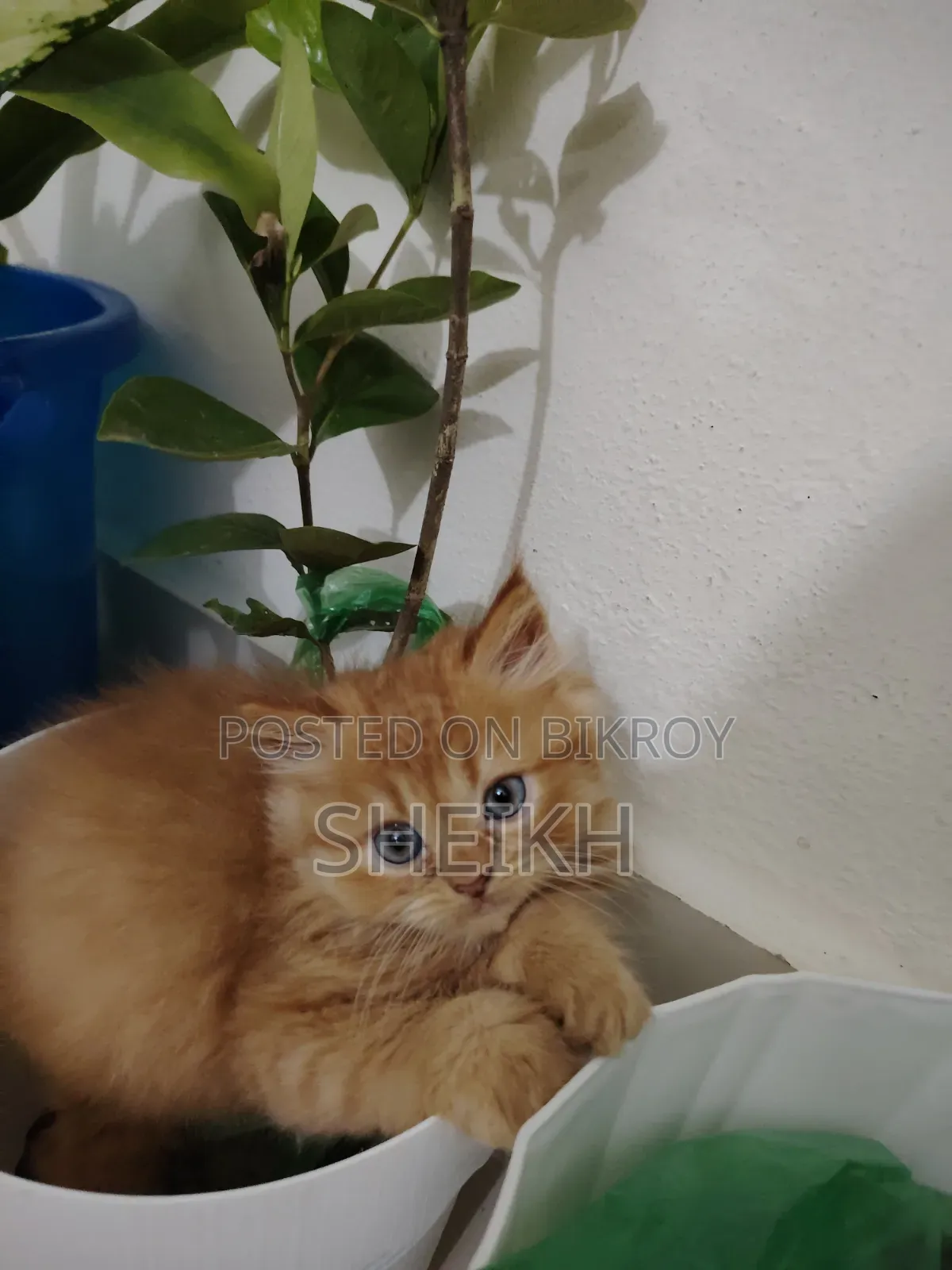 ১-৩ মাসের নর পিওরব্রেড পার্সিয়ান