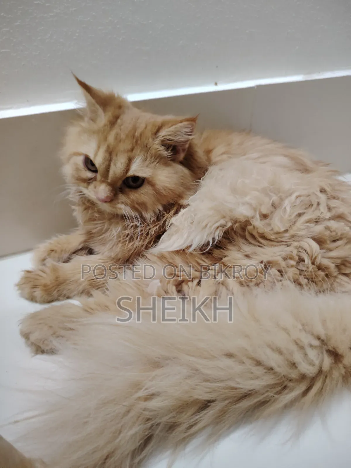 ৩-৬ মাসের মহিলা খাঁটি ফারসি