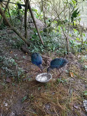 পাখি বড় ছোট