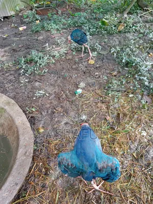 পাখি বড় ছোট