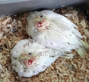 Baby Cockatiel for Sale with Red Eyes