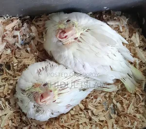 Baby Cockatiel for Sale with Red Eyes